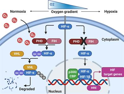 Influence of Hypoxia on the Epithelial-Pathogen Interactions in the Lung: Implications for Respiratory Disease